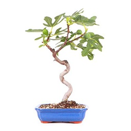 Bonsái Higuera Natural Planta para Decorar el Hogar Árbol Ficus Carica