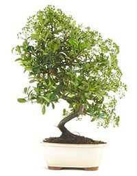 Bonsái Espino de Fuego Natural Planta para Decorar el Hogar Árbol Pyracantha