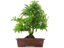 Bonsái de Pyracantha Natural Planta para Decorar el Hogar