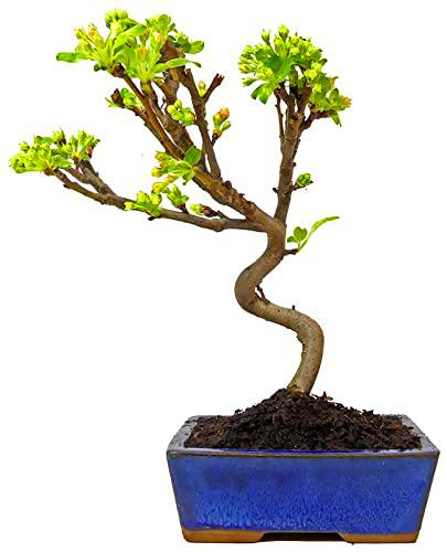 Árbol Malus Manzano Natural Bonsái con Maceta Decorativa Especial