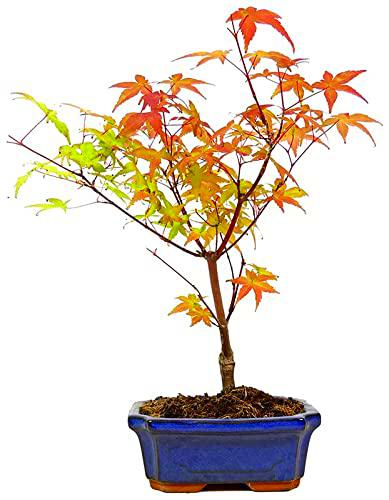 Árbol Acer Palmatum Arce Japonés Palmeado Natural Bonsái con Maceta Decorativa Especial