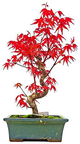 Bonsái Arce Japonés TOP Árbol Natural Acer Palmatum Bonsái Interior y Exterior