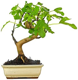 Árbol Ficus Carica Higuera Natural Bonsái con Maceta Decorativa Especial