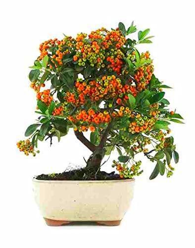 Bonsái Espino de Fuego TOP Árbol Natural Pyracantha Bonsái Interior y Exterior