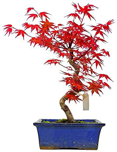 Bonsái Arce Japonés PREMIUM Árbol Acer Palmatum Natural