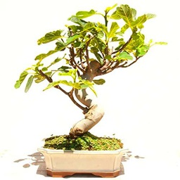 Bonsái Higuera PREMIUM Árbol Ficus Carica Natural